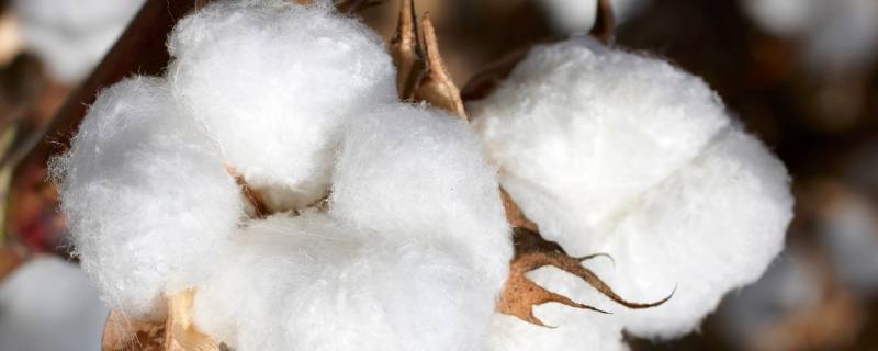 Sustainable T-shirt manufacturing