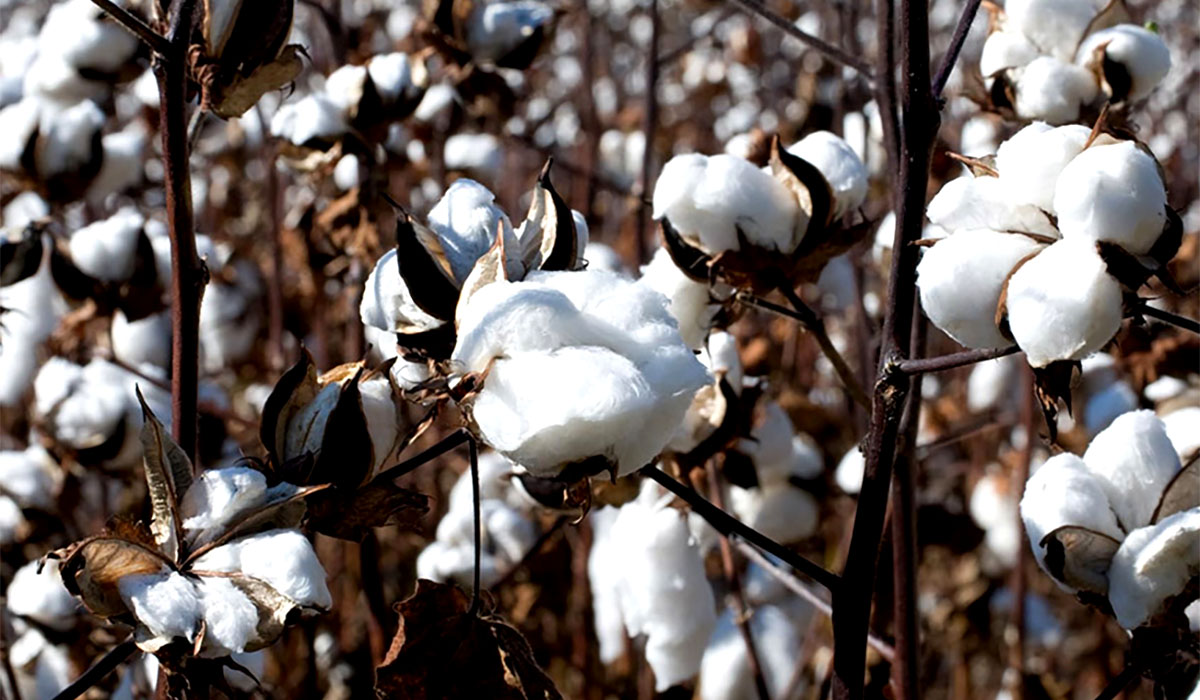 100% organic cotton fabric